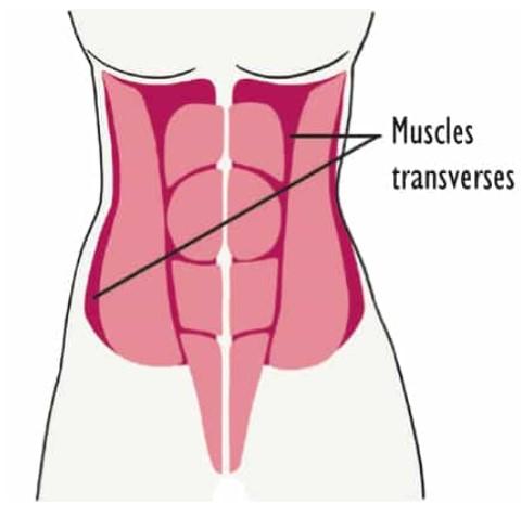 Le transverse est le muscle le plus profond des abdos